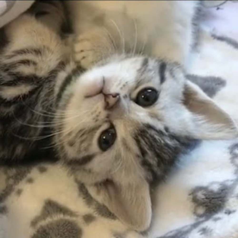 Meet your Posher, Waffle